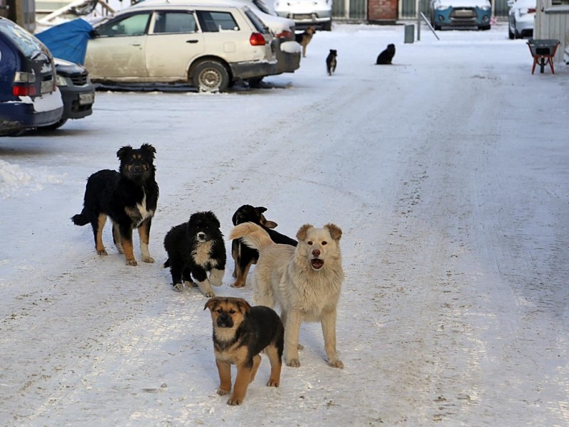 Не выбрасывать на улицу домашних животных просит аким Петропавловска