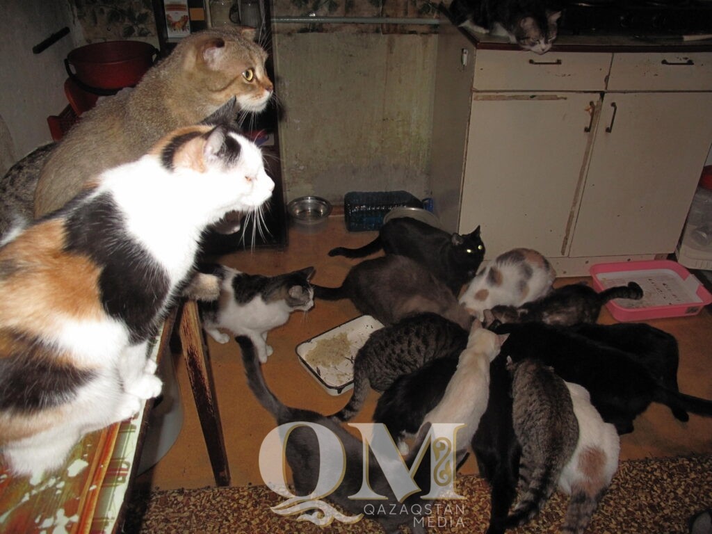 “Это болезнь, хуже наркомании” - пенсионерка из Петропавловска держит дома 78 кошек