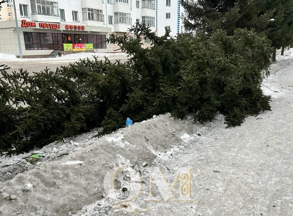 Трехметровую ель сбил автолюбитель в Петропавловске