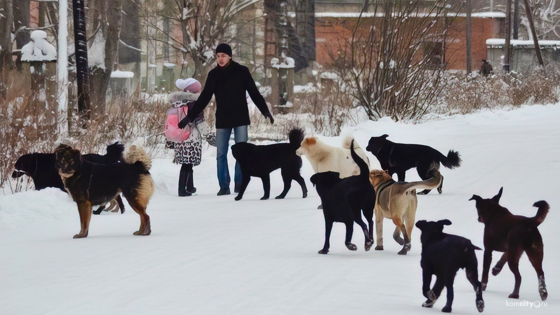 «Форс-мажорная обстановка»: в Петропавловске не ведут отлов собак