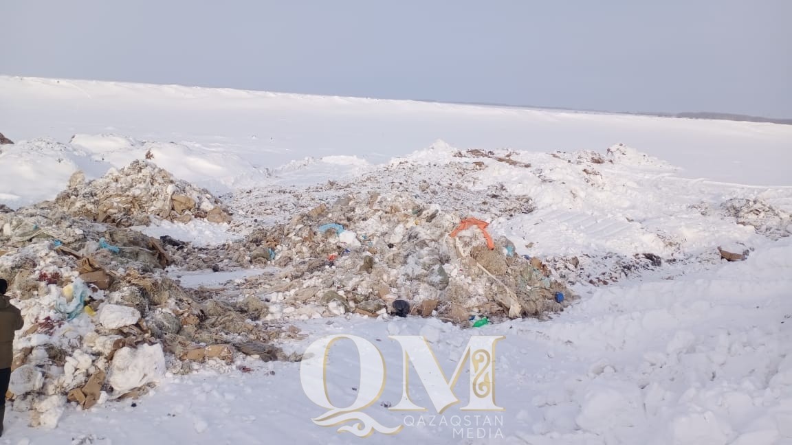 Трупы птицы вывезли на пастбище работники птицефабрики в СКО