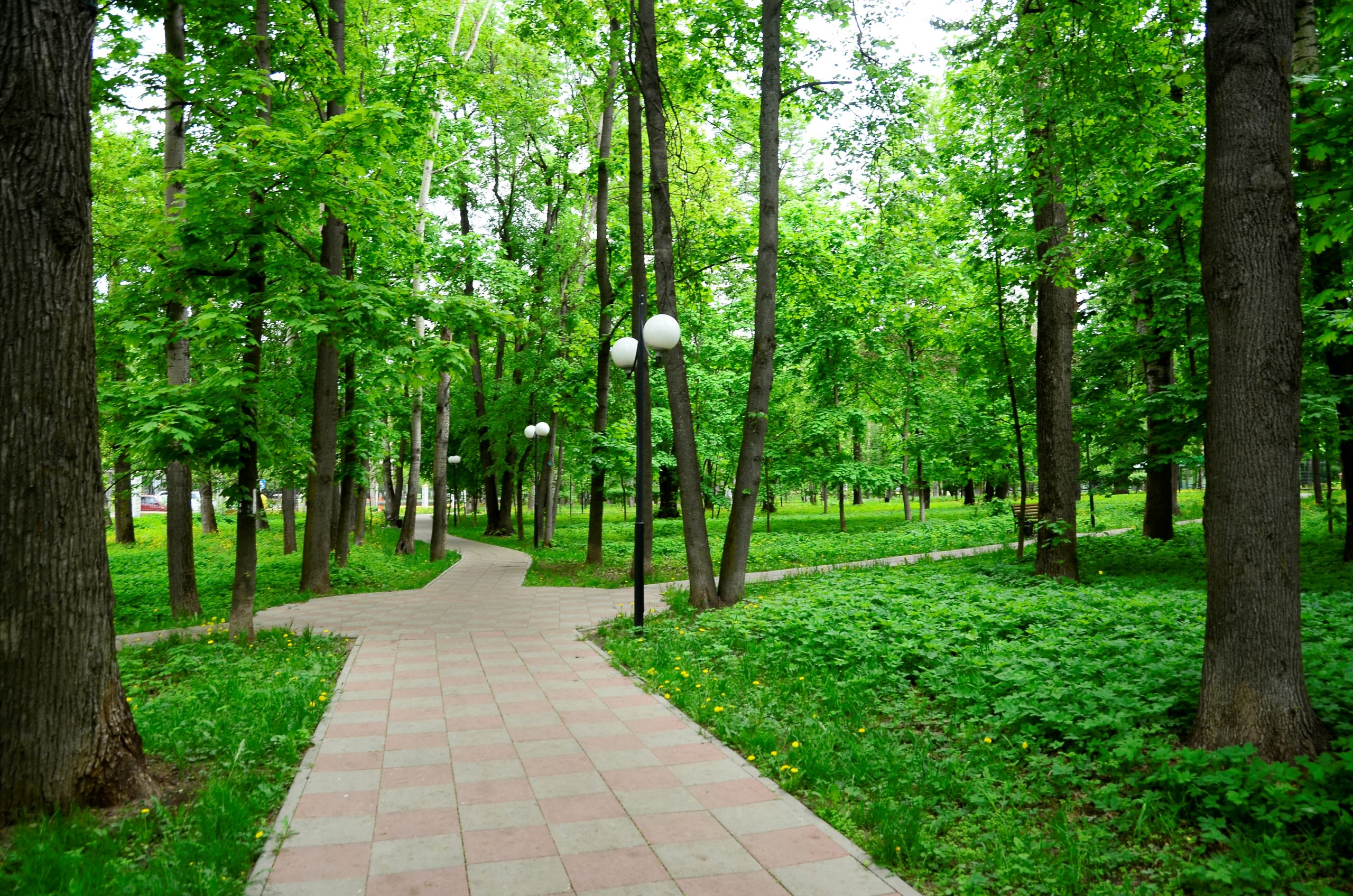 Стройкомпанию, которая повредила деревья на млн тенге, привлекли к ответственности в Петропавловске