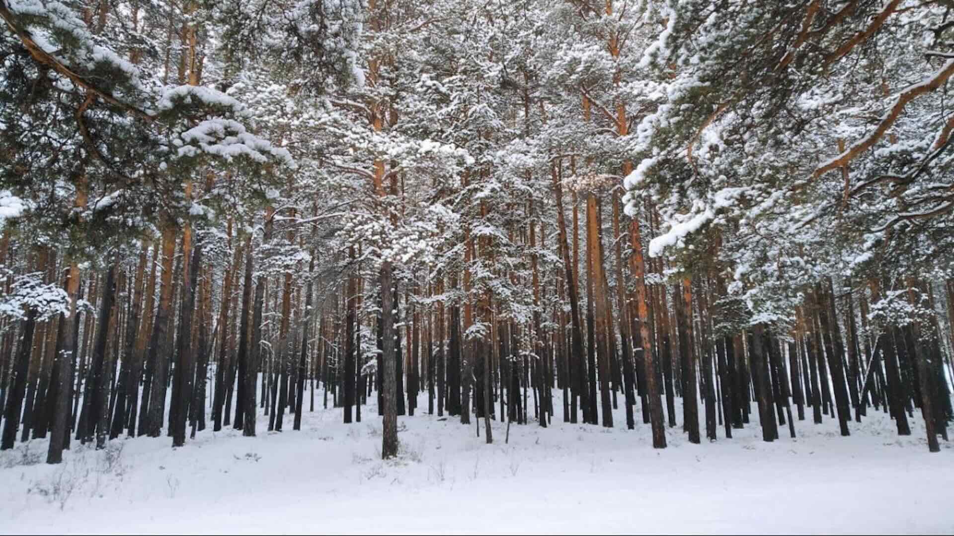 420 гектаров леса хотели незаконно срубить в Акмолинской области