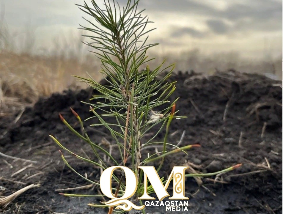 Биыл СҚО-да 40 млн-ға жуық ағаш отырғызылады