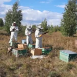 Медовые проблемы: пчеловоды СКО ищут рынки сбыта