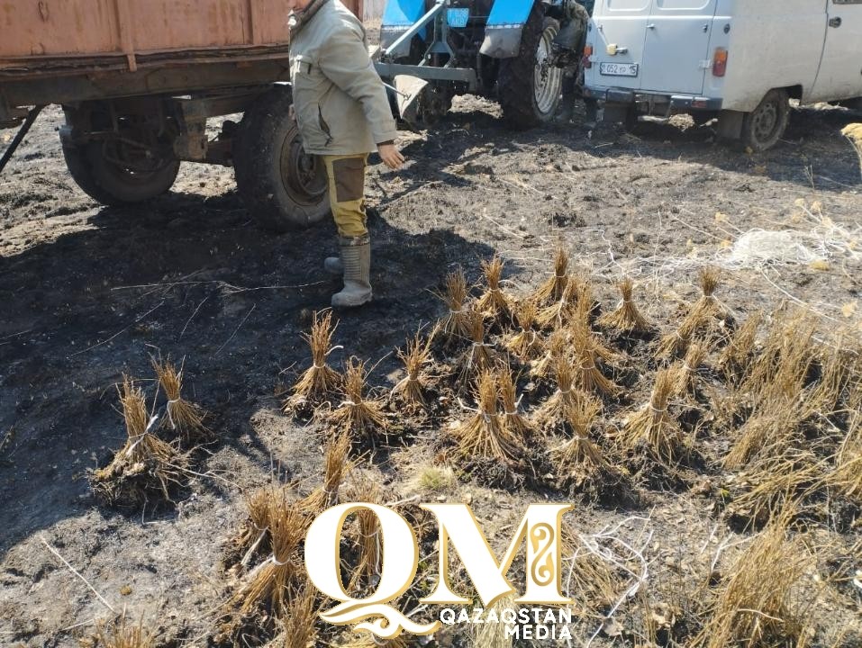 Почти 39 млн саженцев планируют высадить в этом году в СКО