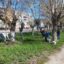 400 деревьев посадили в Тайыншинском районе СКО
