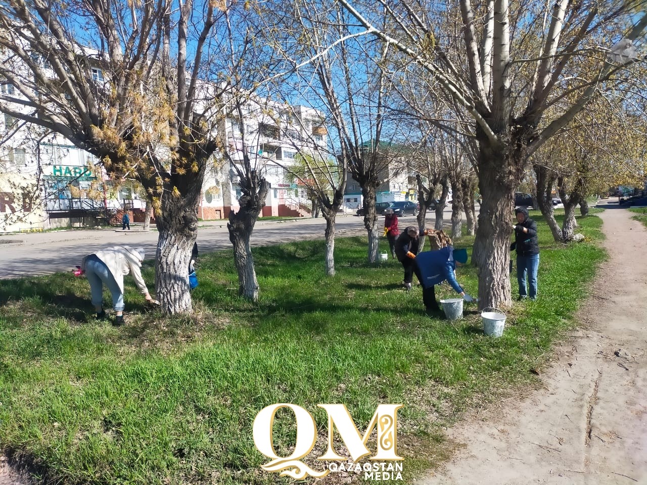 400 деревьев посадили в Тайыншинском районе СКО