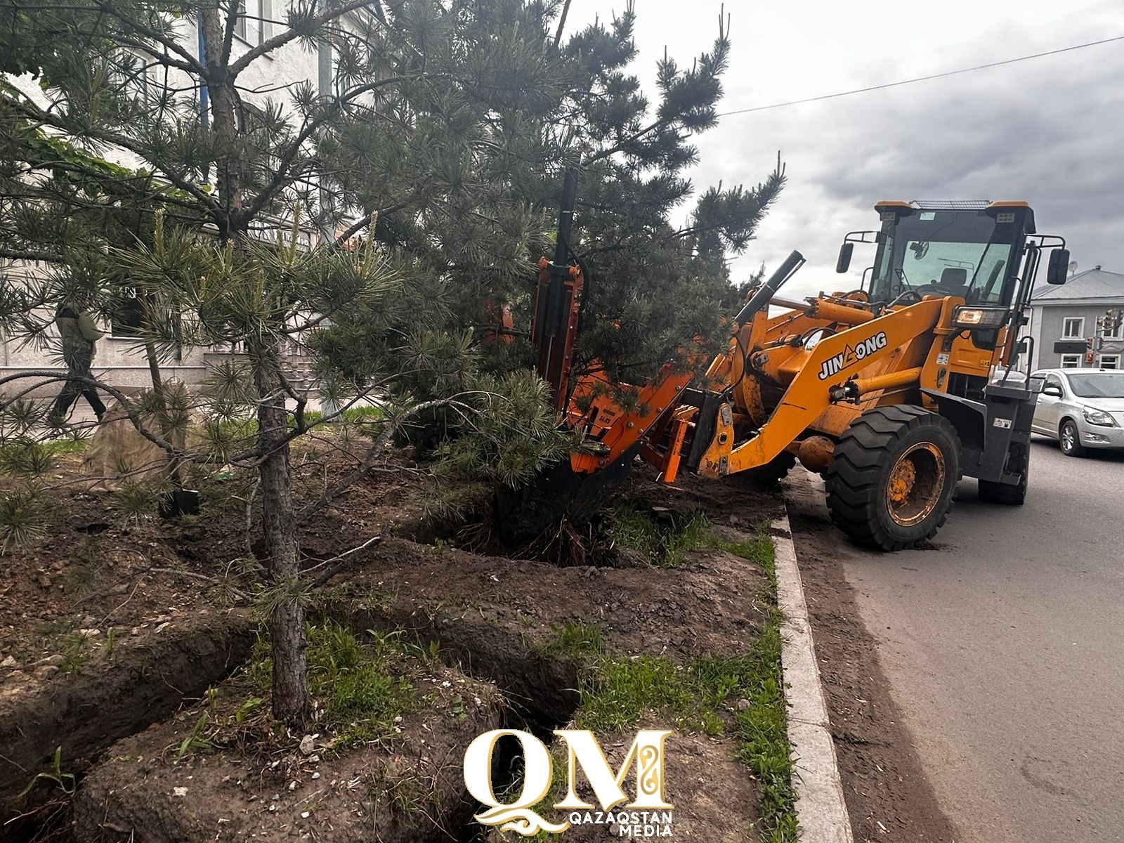 Парковка вместо деревьев: предприниматель незаконно выкопал сосны в Петропавловске