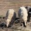 Более 2 млн тенге выплатили за погибший скот жителям Кызылжарского района СКО