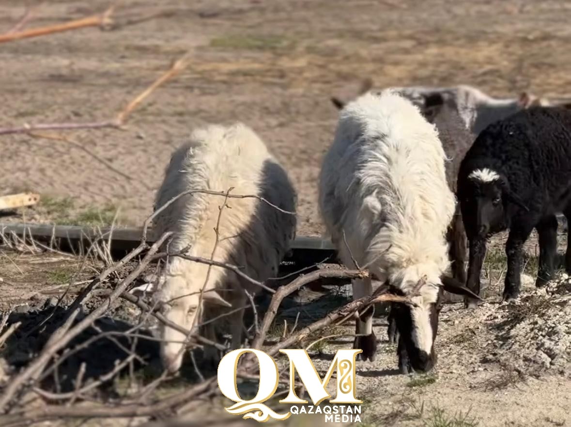 Более 2 млн тенге выплатили за погибший скот жителям Кызылжарского района СКО