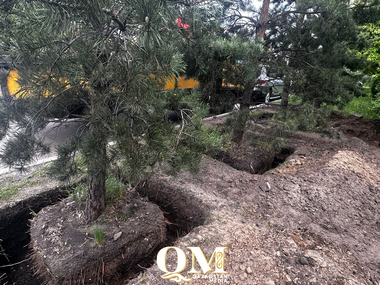 Парковка вместо деревьев: предприниматель незаконно выкопал сосны в Петропавловске