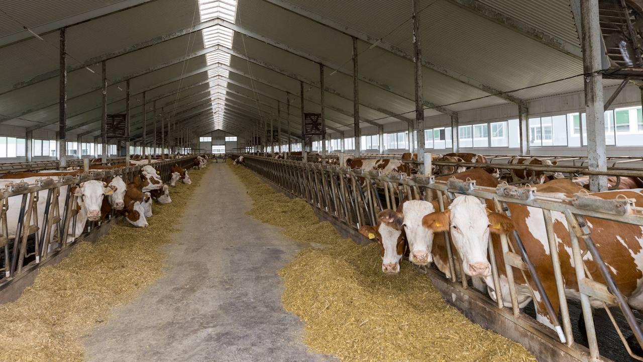 Опыт СКО по строительству молочных ферм продолжают масштабировать