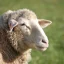 По австралийским технологиям увеличивают поголовье овец в Тайыншинском районе СКО