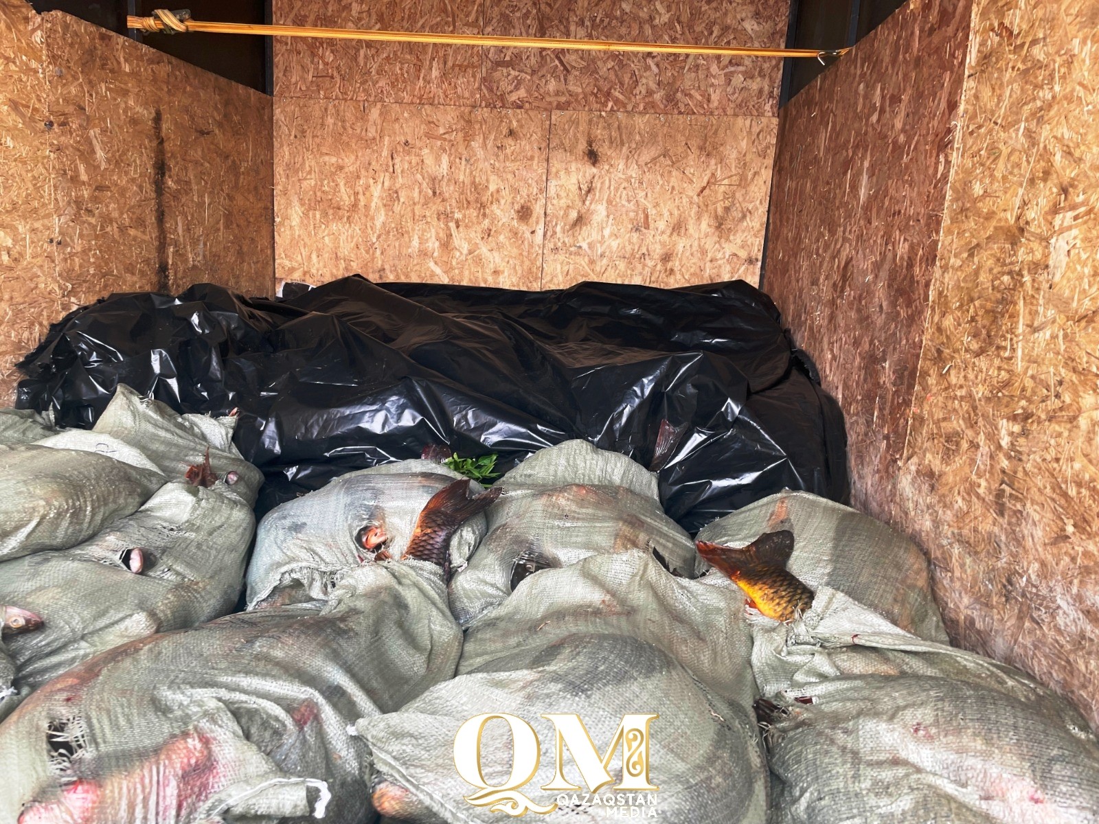 Тонну рыбы незаконно добытой рыбы нашли в машине у акмолинца