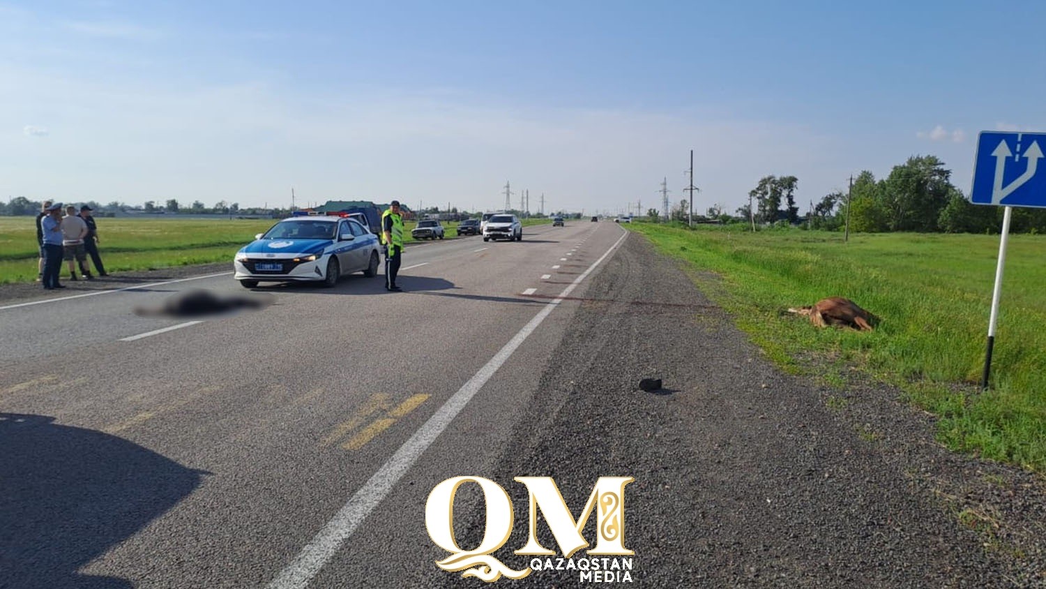 Всадник и его лошадь погибли в аварии в СКО