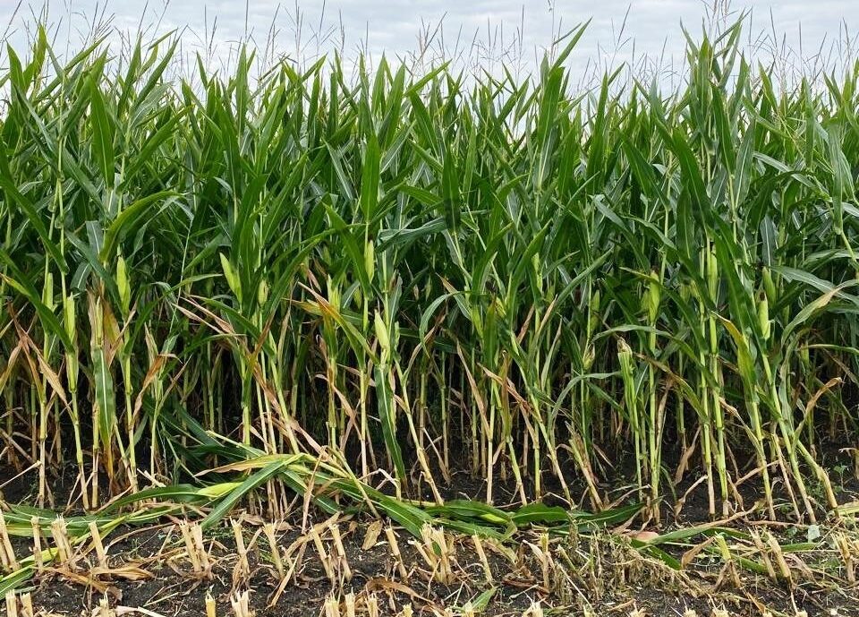 Как аграрии Тайыншинского района СКО увеличивают урожайность зерновых