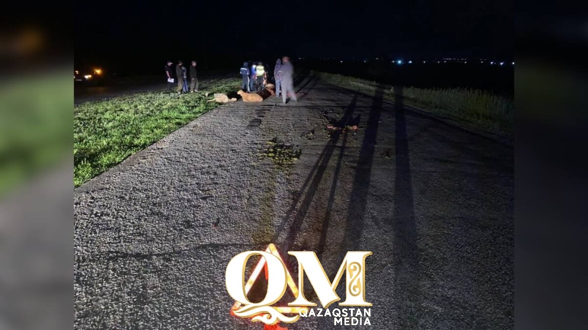 Стадо овец попало под колеса легковушки на трассе в СКО