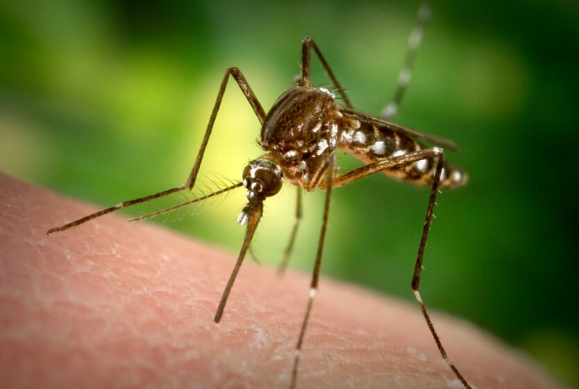 Комариный укус может повлечь анафилактический шок