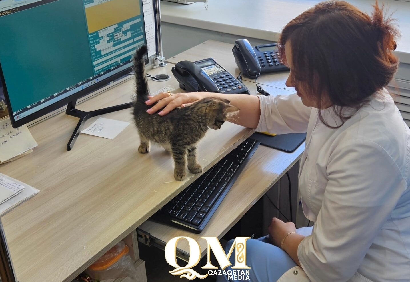 Гипноз 001: котёнок с такой кличкой появился в центре скорой помощи в СКО