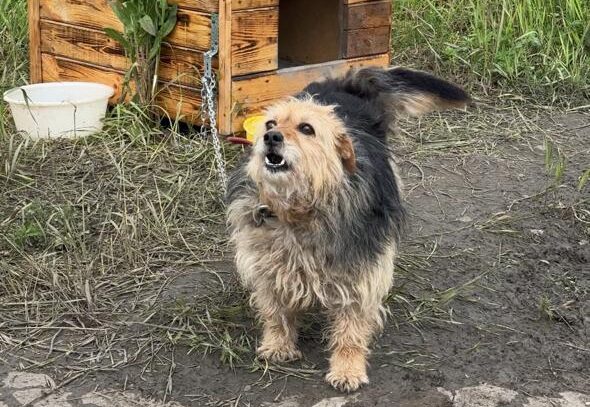 Нет места и средств: собакам, спасенным во время паводка в Петропавловске, нужна помощь