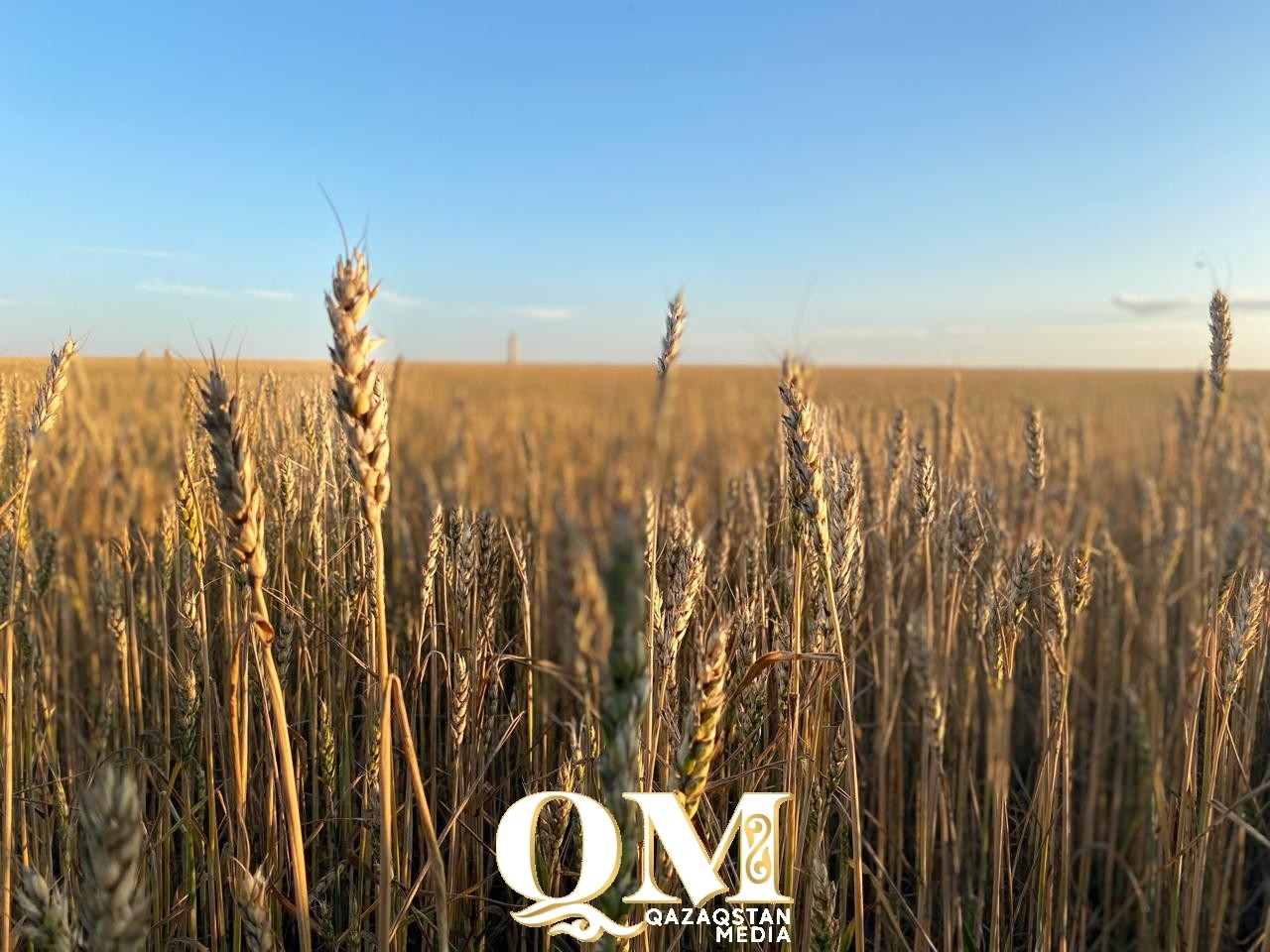 Урожай-2024: сколько будет стоит пшеница в СКО?