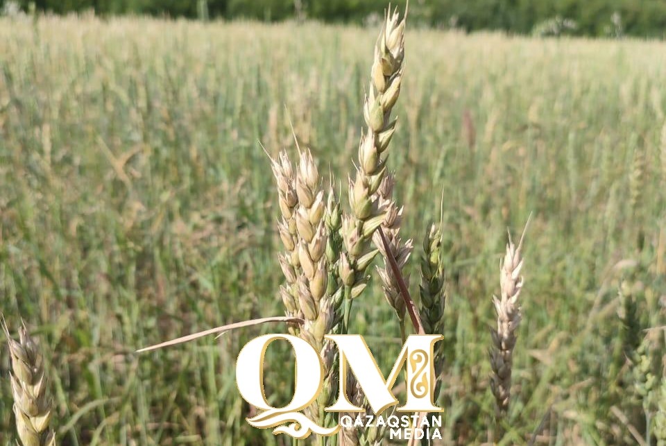 Урожай-2024: Сколько зерна соберут в СКО?