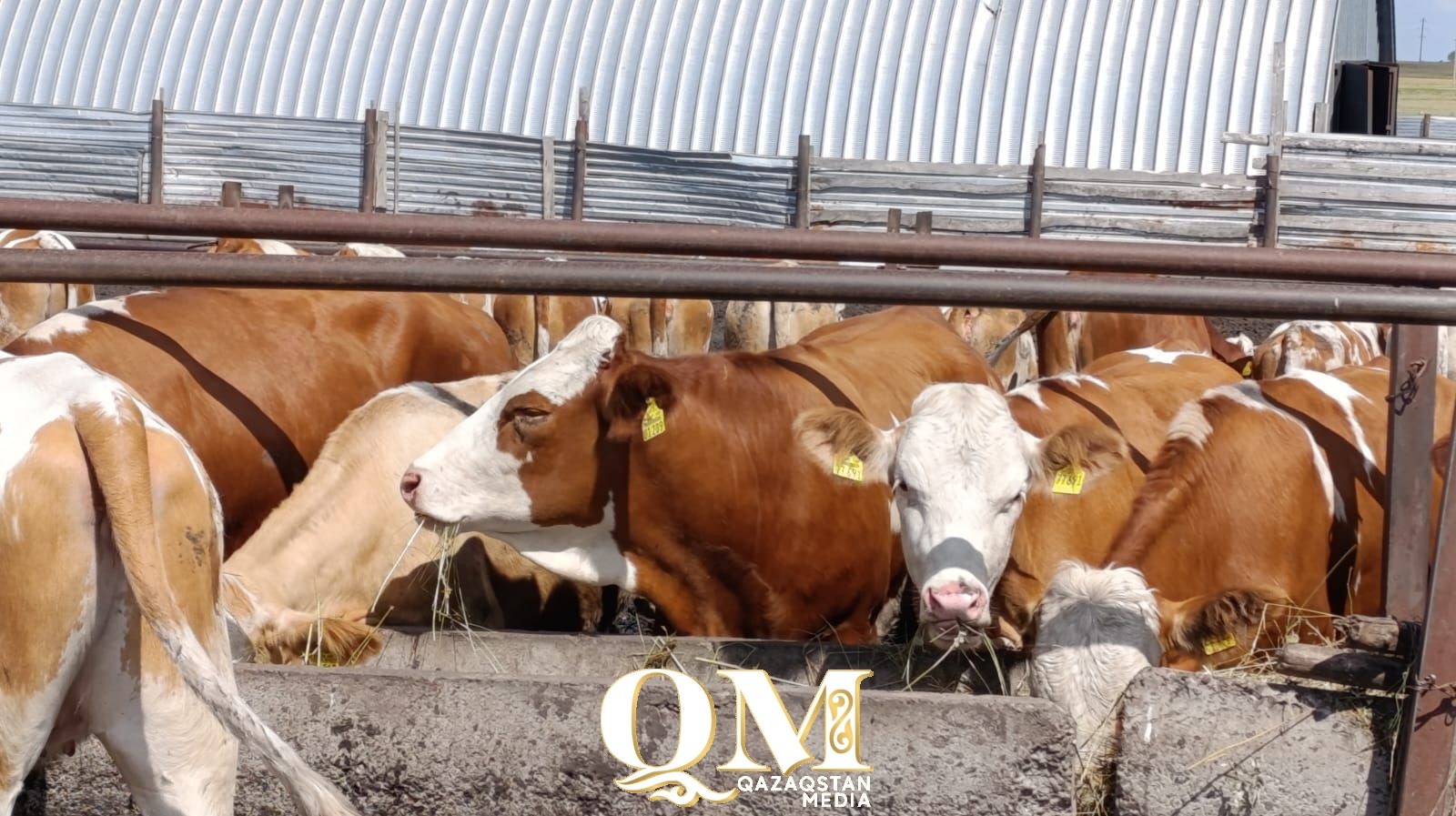 Элитные буренки и молочная ферма: проект за 2 млрд реализуют в Мамлютском районе СКО