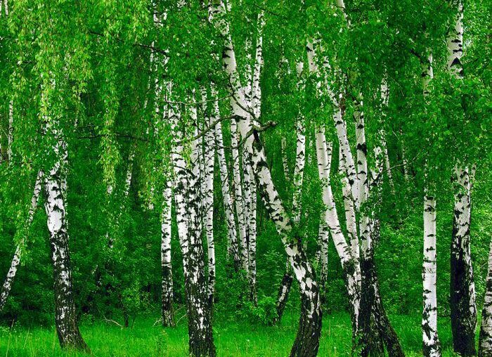 Мещанский лес станет парком в Петропавловске