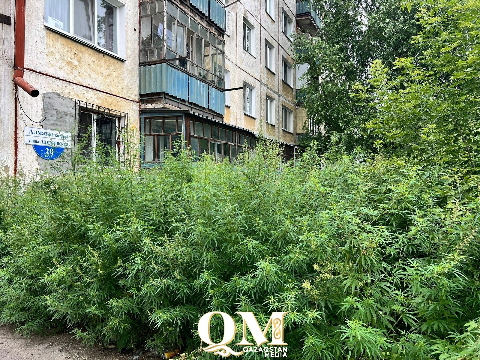 Травой зарастают дворы и дороги Петропавловска