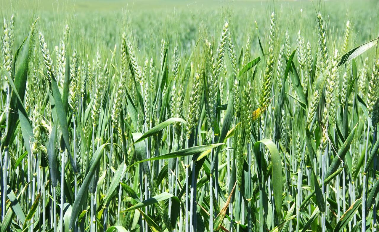 Высокий урожай зерновых прогнозирует аким СКО
