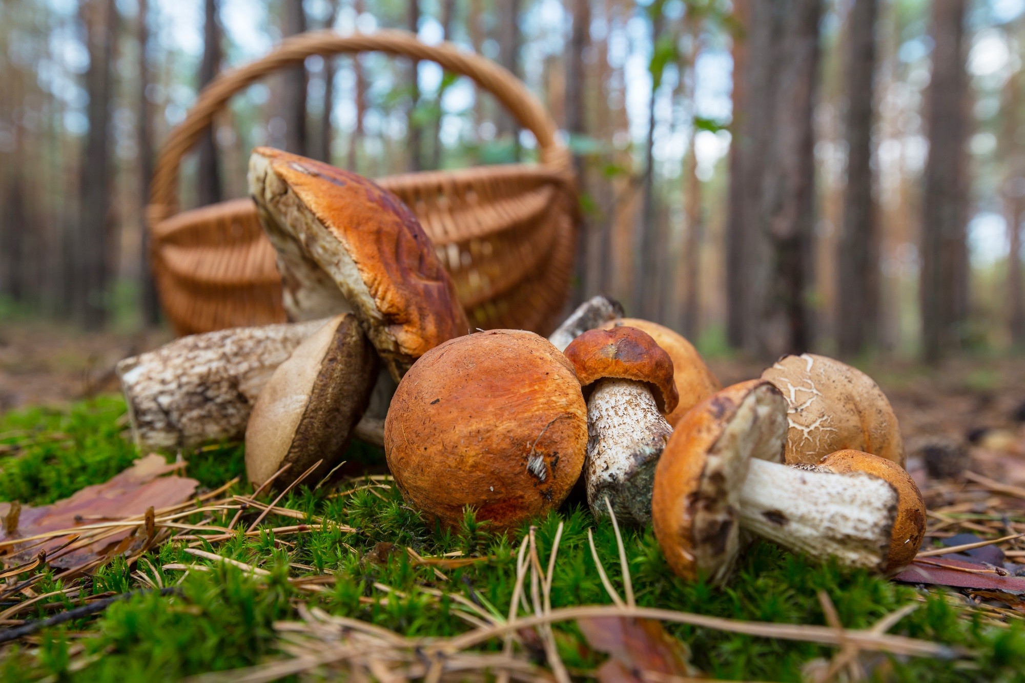 Тихая охота: сколько можно собирать грибов и ягод в СКО бесплатно