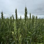 Биыл елімізде көктемгі және күзгі дала жұмыстарына рекордтық ақша бөлінді