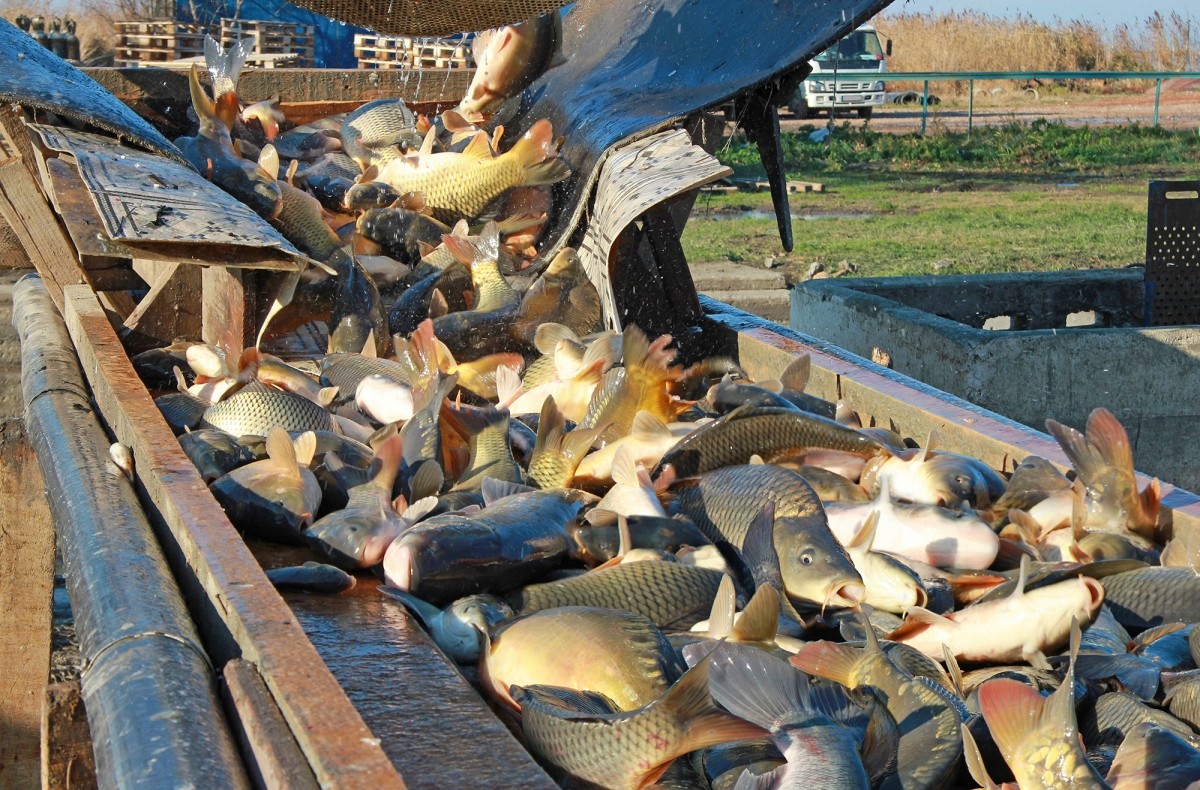 Производство товарной рыбы в СКО выросло на 147 %