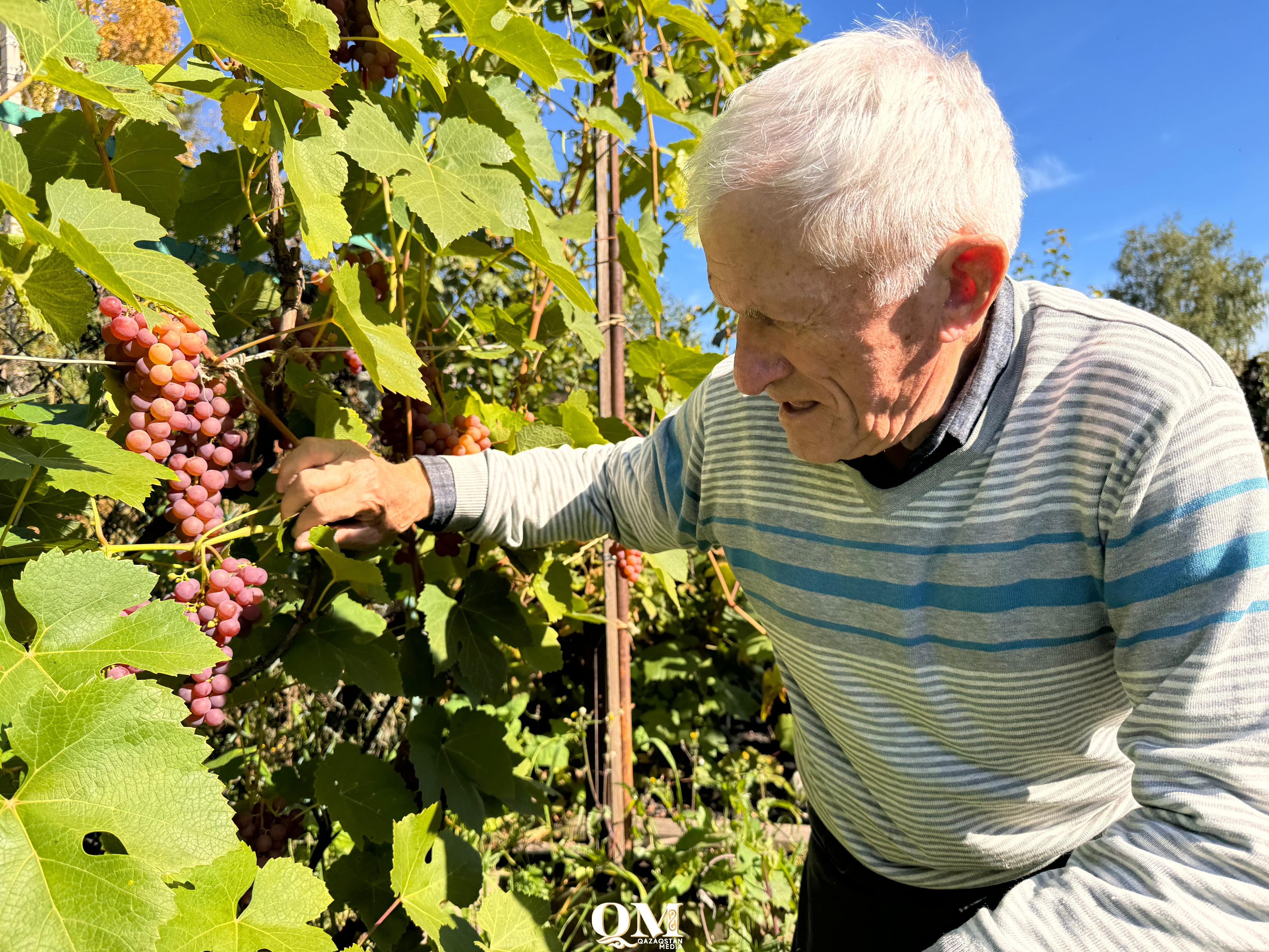 Знаменитый 87-летний виноградарь из Петропавловска после наводнения смог вырастить большой урожай