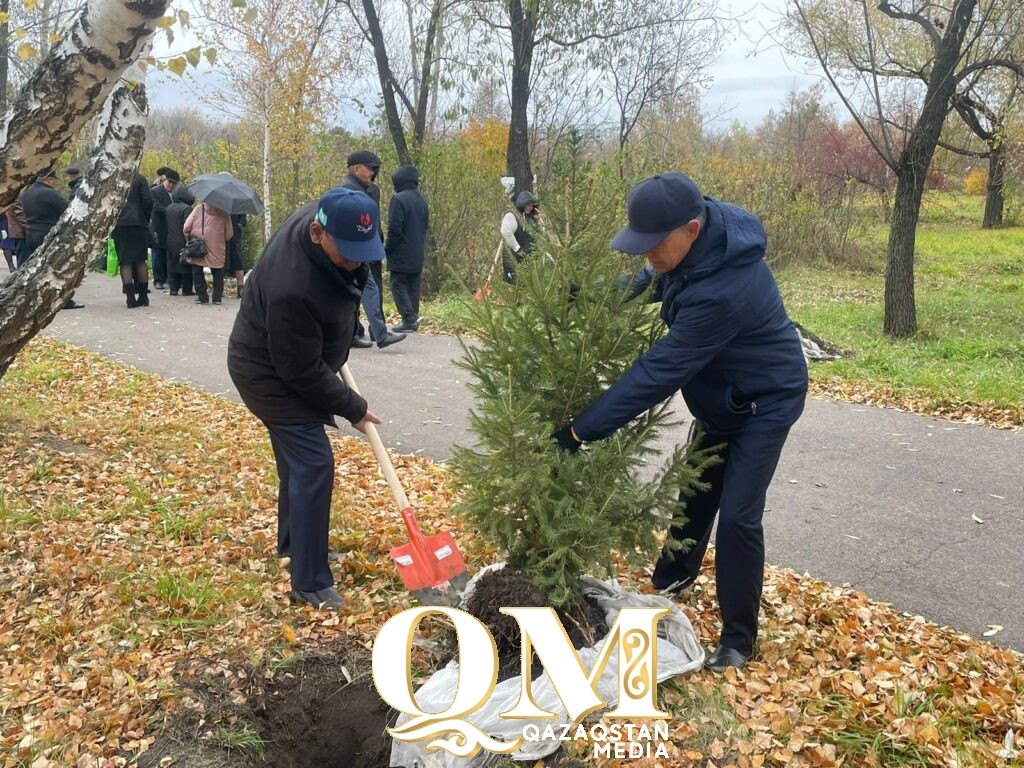 Сибирские ели высадили в городском парке Петропавловска 