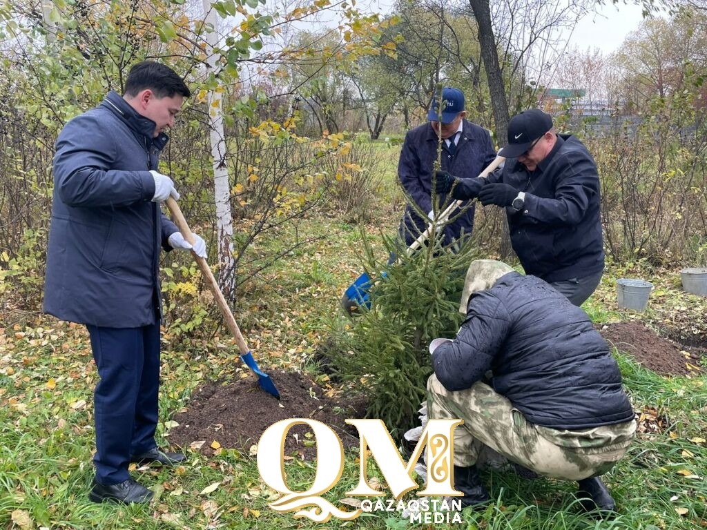 Сибирские ели высадили в городском парке Петропавловска 