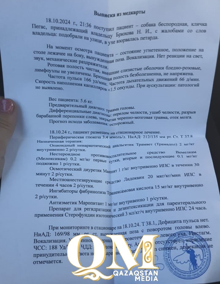 Несчастный случай? У толпы детей, издевавшейся над щенком в Петропавловске, появилась своя версия