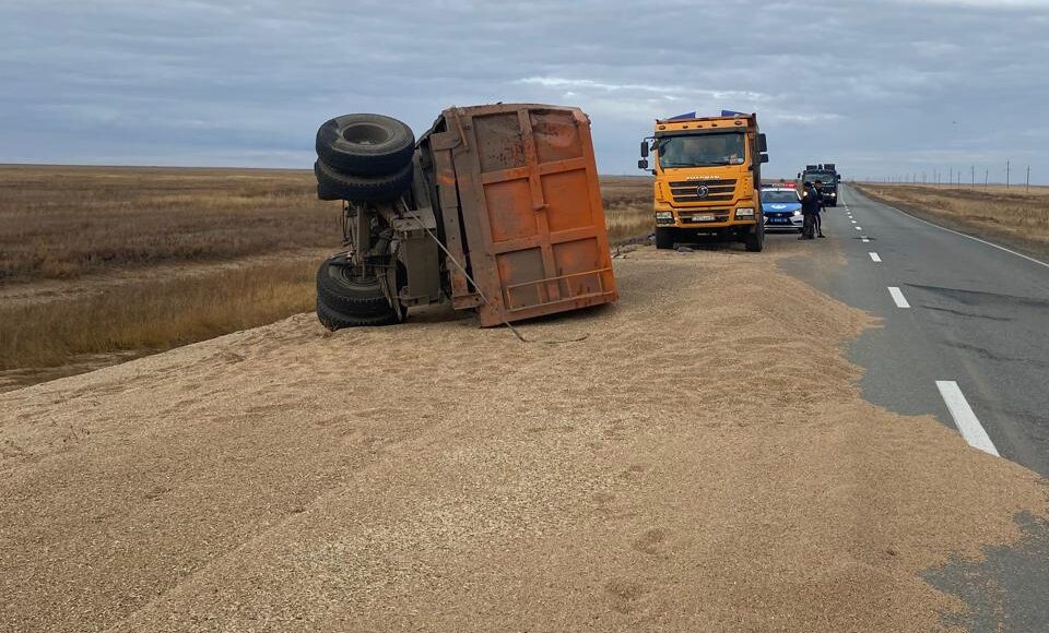 Не довез: прицеп с пшеницей перевернулся на трассе в СКО