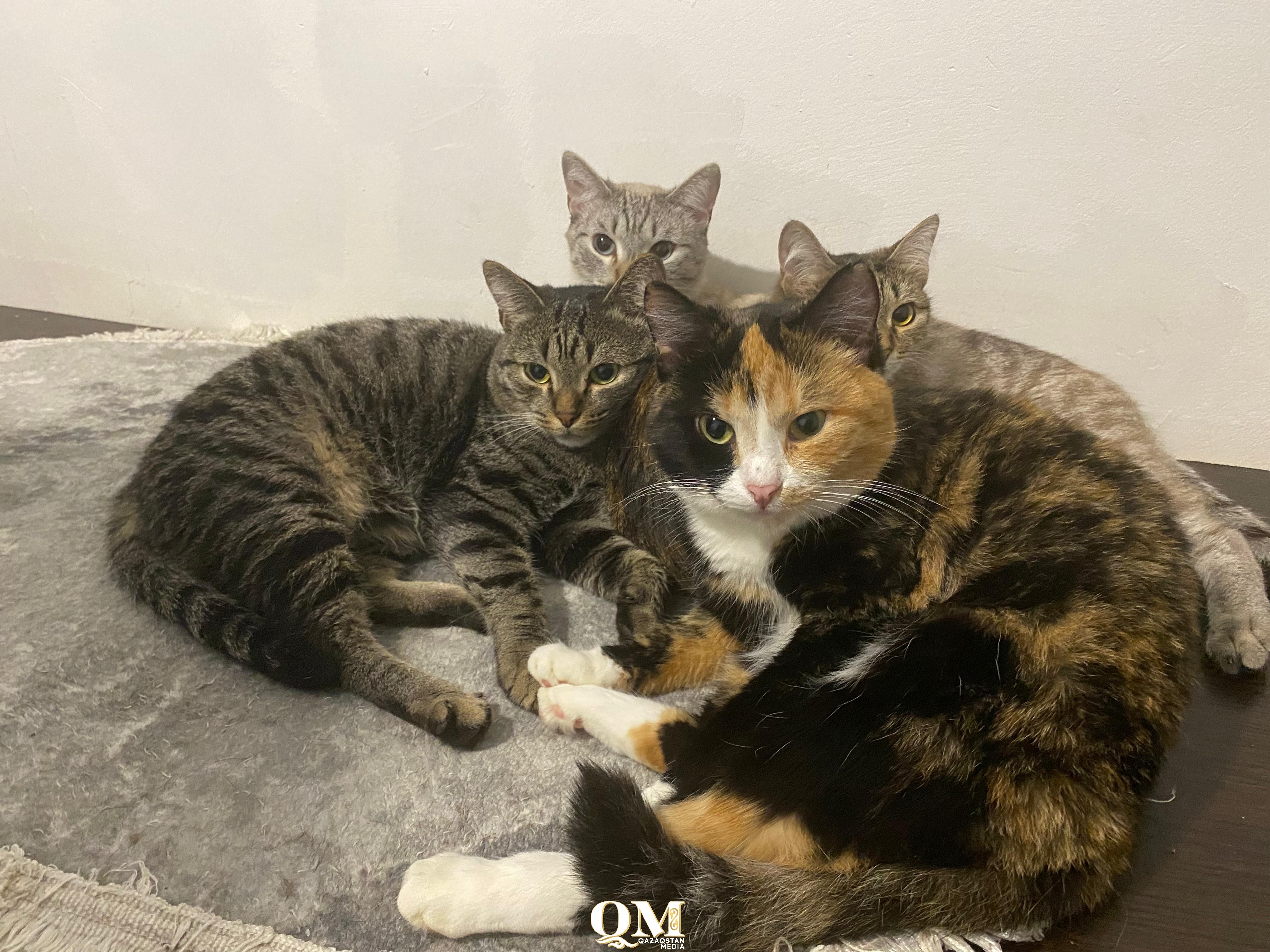 В честь собаки, которой взорвали петарду в ухе, назовут приют в Петропавловске