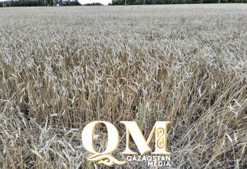 Бюджетные деньги нужно возвращать: 10 млрд на закуп зерна у фермеров выделили в Казахстане