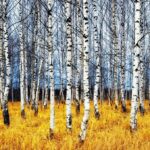 СҚО-да аграрийлер орманға аммиак төгіп, табиғатқа 53 млн теңгеге залал келтірген