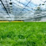 Зелень от Семен Семеныча. В суд передали дело директора ТОО «Green Smart Farm» в СКО