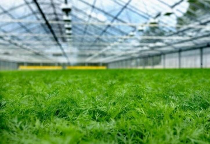 Зелень от Семен Семеныча. В суд передали дело директора ТОО «Green Smart Farm» в СКО