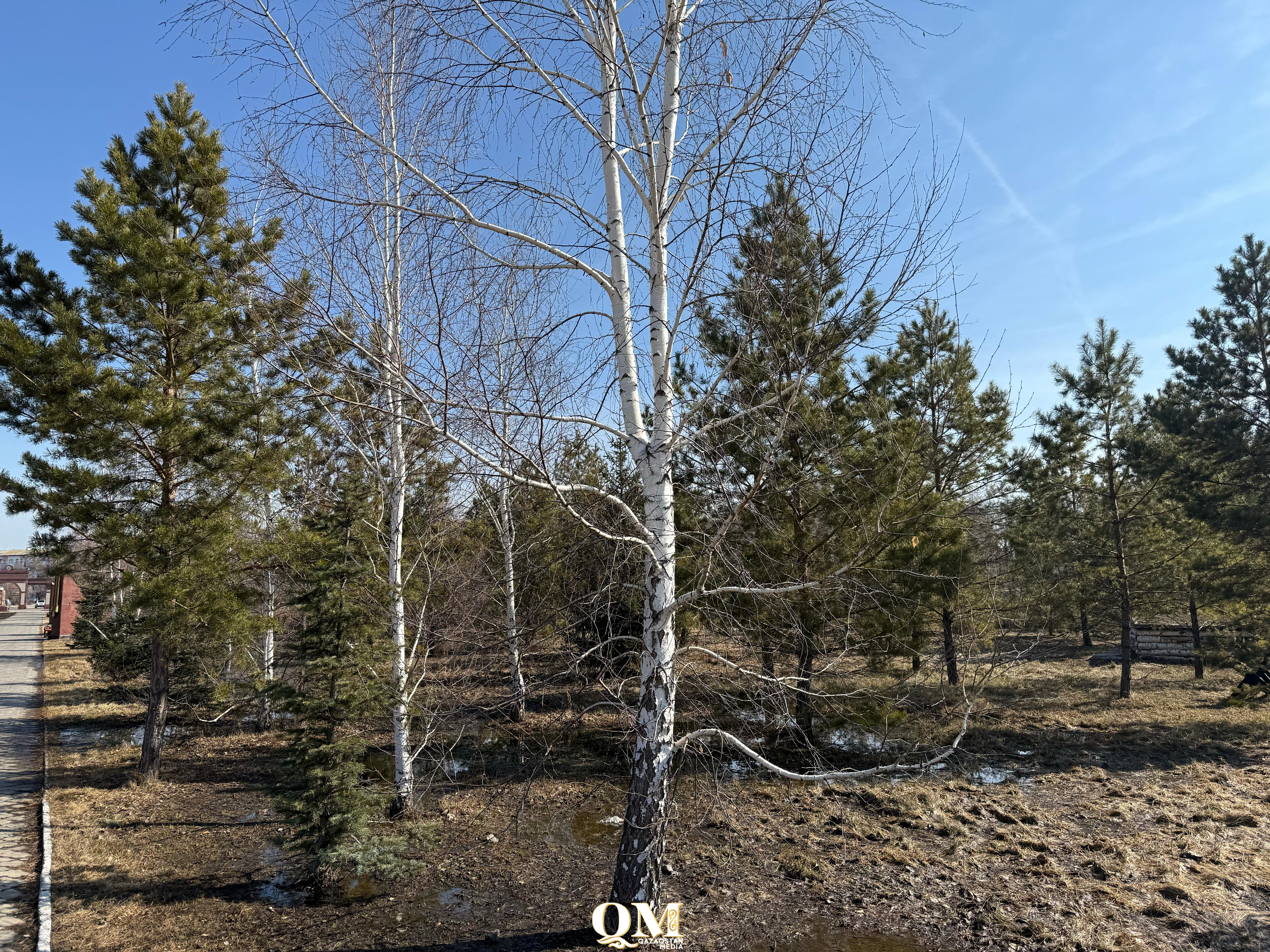 Березовый сок под запретом – какой штраф заплатят жители СКО за незаконный сбор