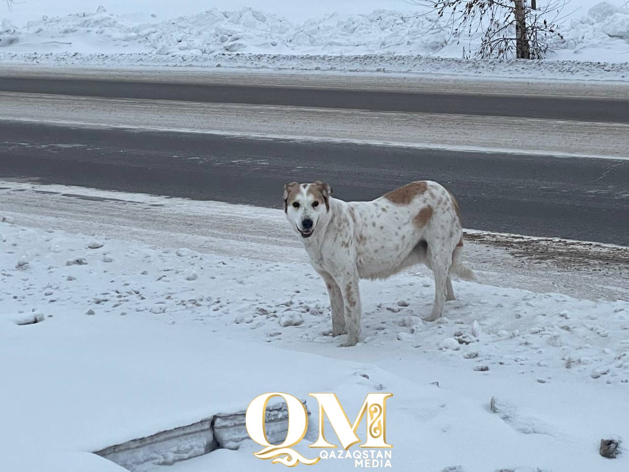 От укусов собак, кошек и грызунов пострадали 158 североказахстанцев