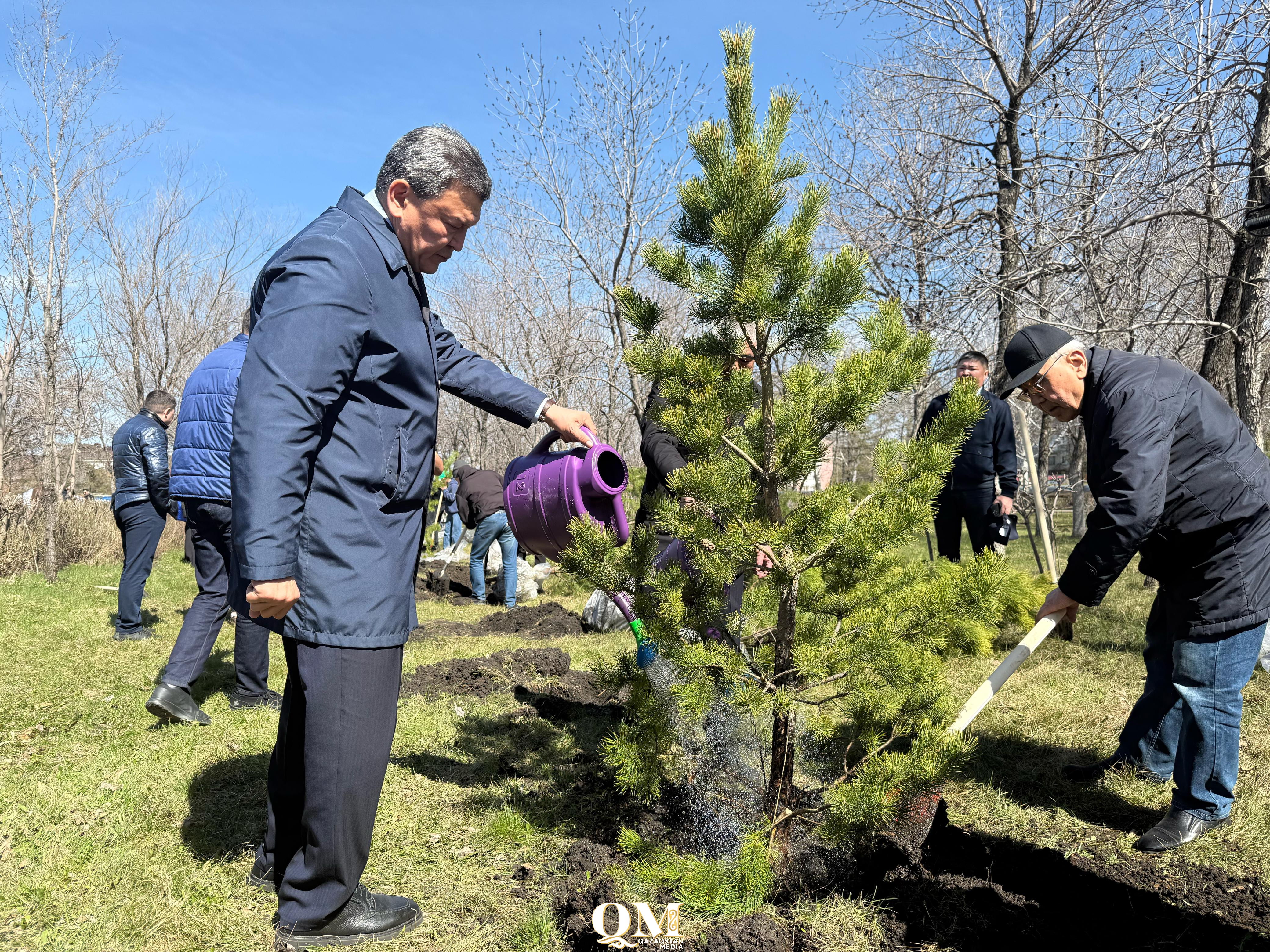 В парке Победы Петропавловска высадили 100 сосен