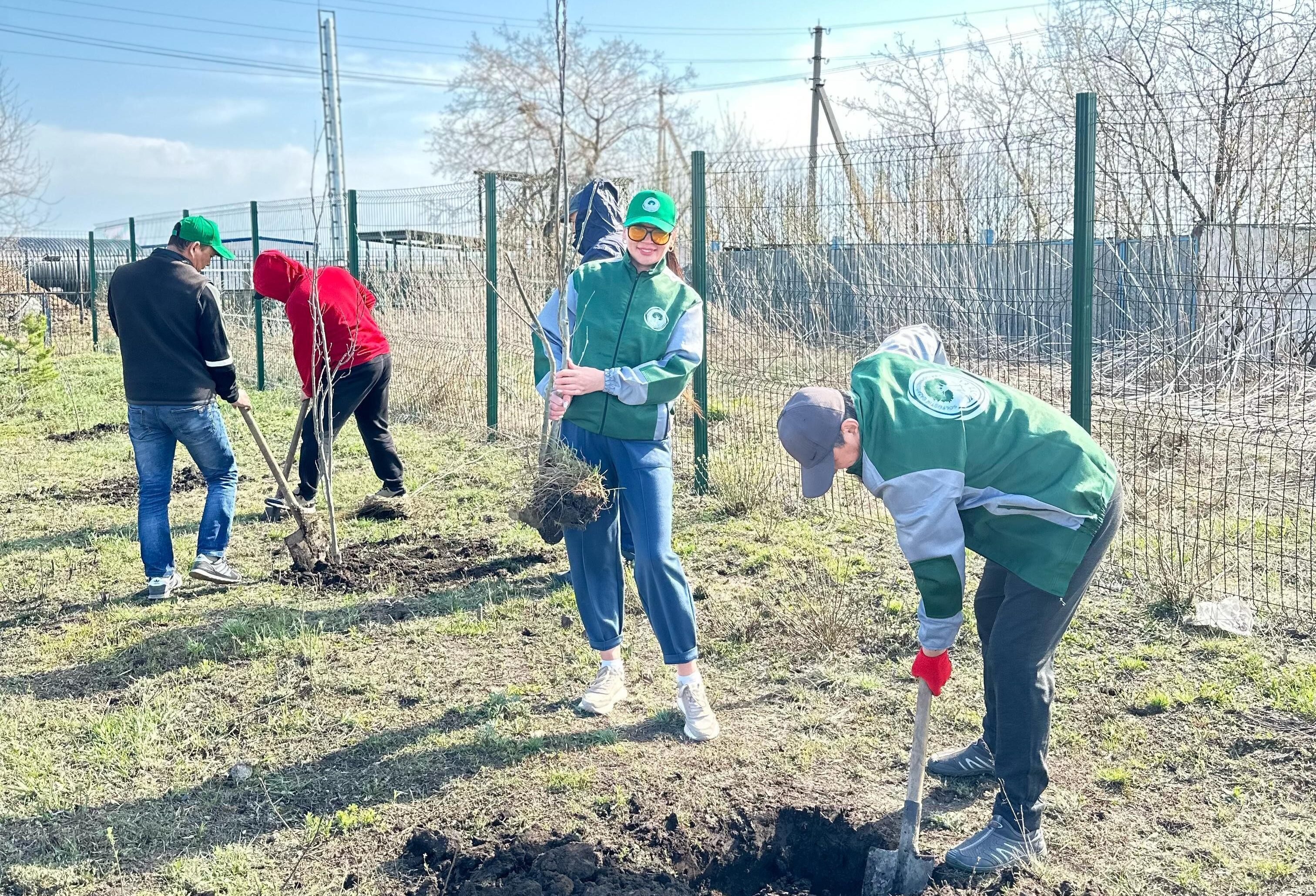 150 пирамидальных тополей высадили в Кишкенеколе Уалихановского района СКО