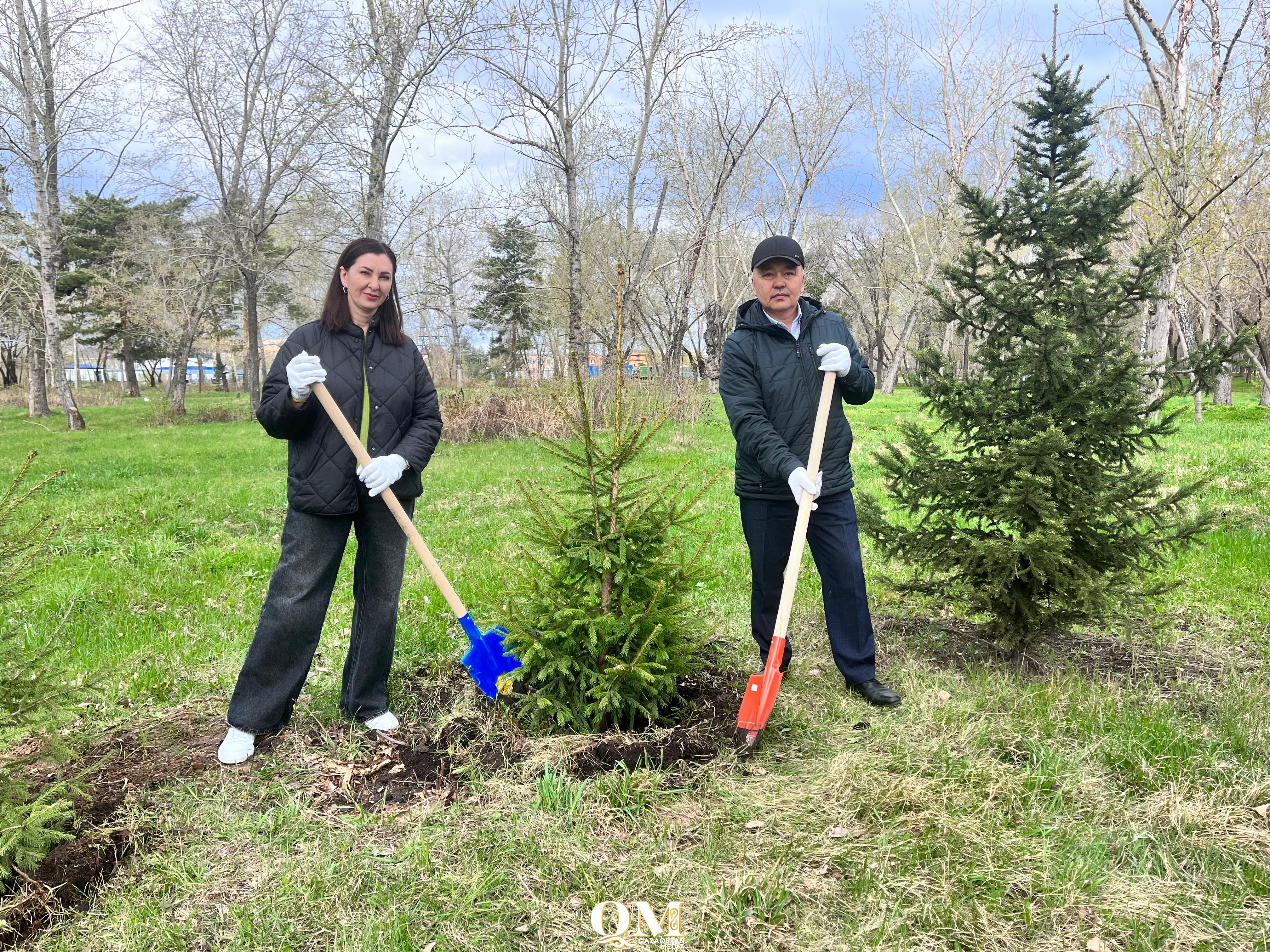 СҚО-да кәсіподақ қозғалысы ардагерлерінің аллеясына 10 сібір шыршасы отырғызылды