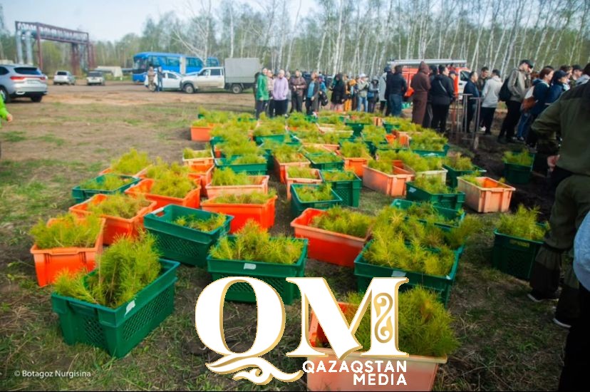 Сосны от Инстасамки и Скриптонита посадили вблизи Петропавловска